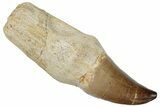 Fossil Rooted Mosasaur (Prognathodon) Tooth - Morocco #259744-1